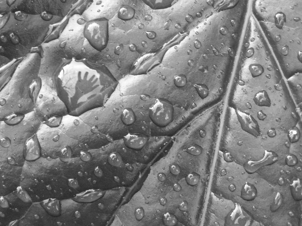Refections in water droplets on leaf in the Royal Tasmanian Botanical Gardens, Hobart Australia 